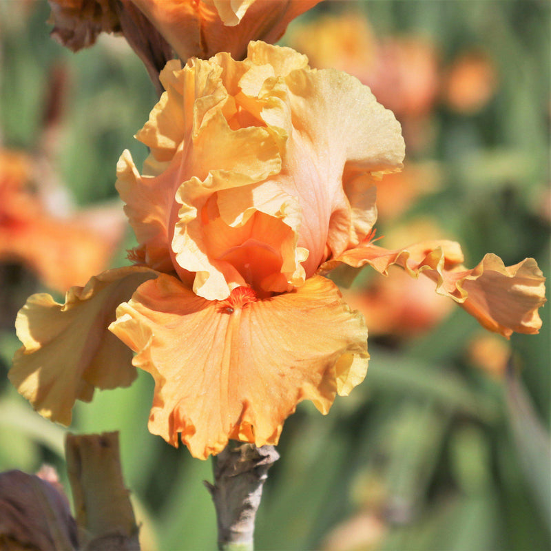 Orange Reblooming Bearded Iris Cordoba Rhizome For Sale German Iris