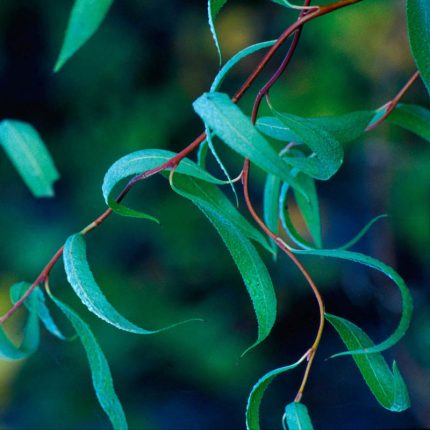 Pink Pom Poms Redbud Tree - Buy Flowering Trees