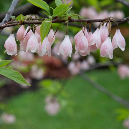 Pink Pom Poms Redbud Tree - Buy Flowering Trees