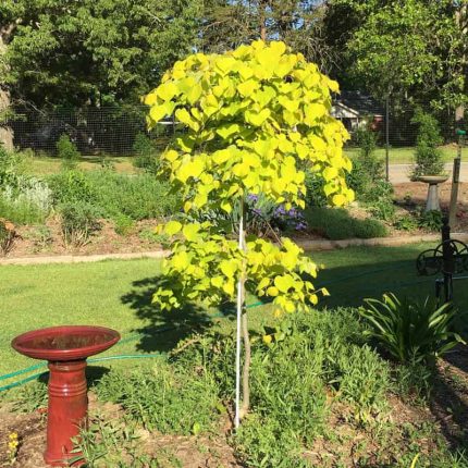 Pink Pom Poms Redbud Tree - Buy Flowering Trees