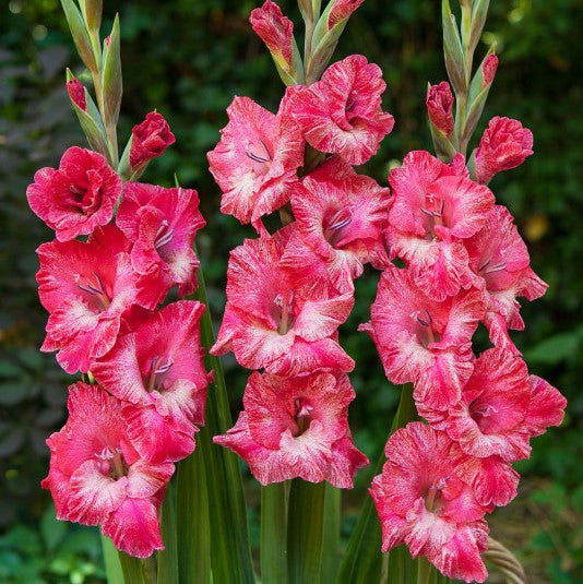 Lovely Pink Gladiolus Bulbs For Sale Online | Dolce Vita – Iplantbulbs