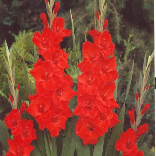 Stunning Bright Red Gladiolus Bulbs For Sale Online | Vuelta – Iplantbulbs