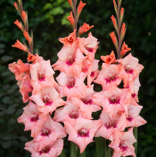 Light Coral Pink & Purple Gladiolus Bulbs For Sale | Whitney – Iplantbulbs