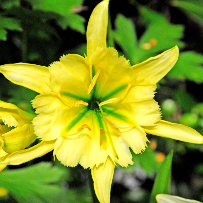 Carefree Yellow Ismene Bulbs For Sale Online 