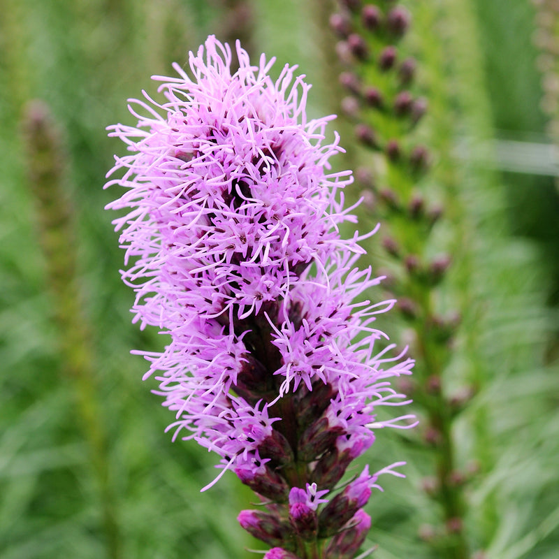 Pollinator-Friendly Rosy-Purple Liatris Bulbs for Sale | Spicata ...