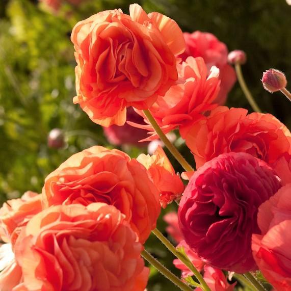 Ranunculus Tecolote? Rose