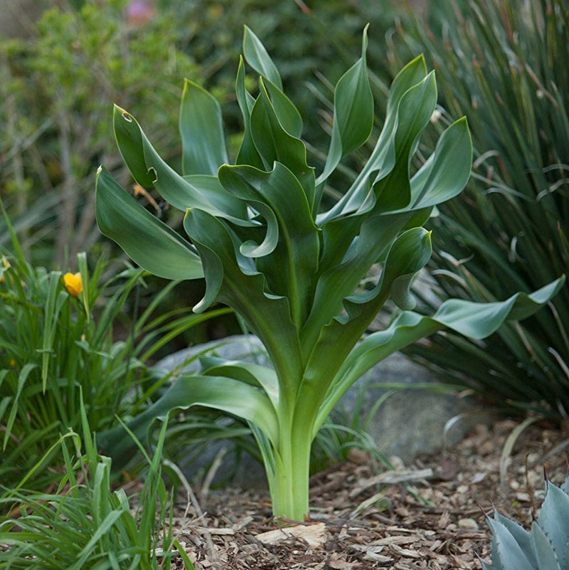 Petite Giant White Sea Squill Bulbs For Sale Online (3 Pack) – Iplantbulbs