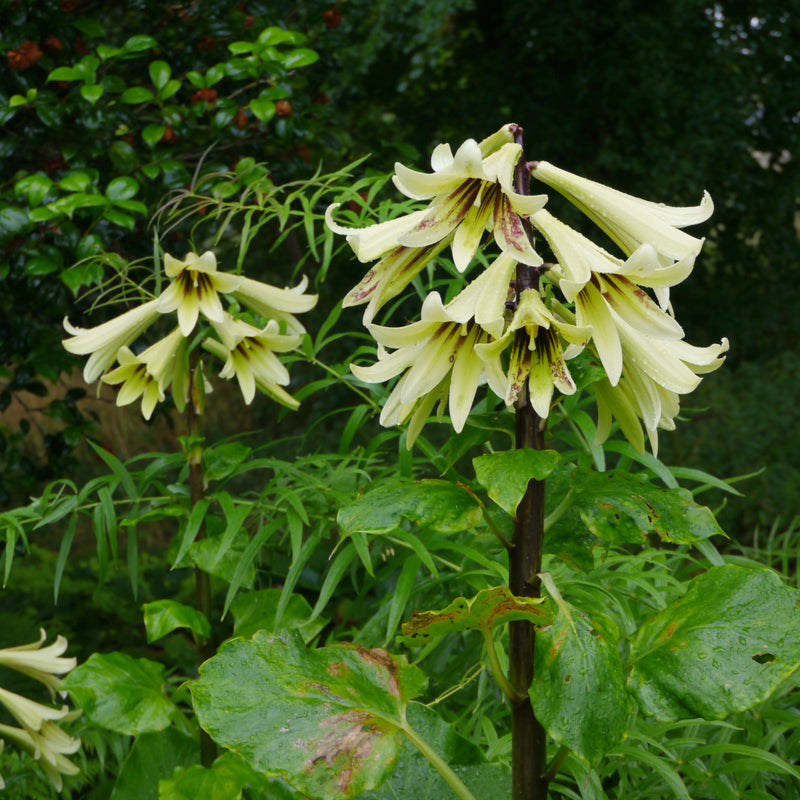 Giant Himalayan Lily – Iplantbulbs