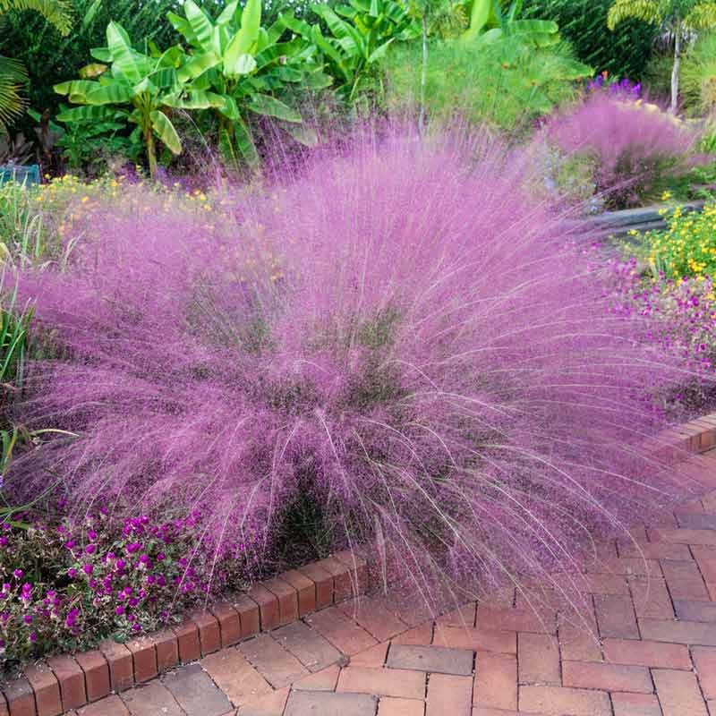 Pink Muhly Grass - Muhly Grass for Sale