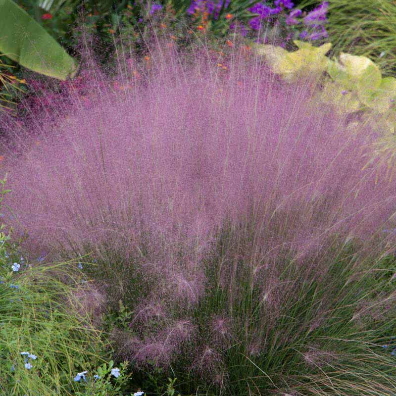 Pink Muhly Grass - Muhly Grass for Sale