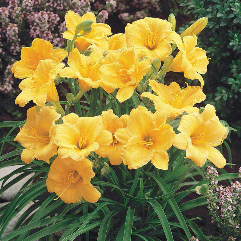 Stella D'Oro' Colorful Hemerocallis At Plantsrose