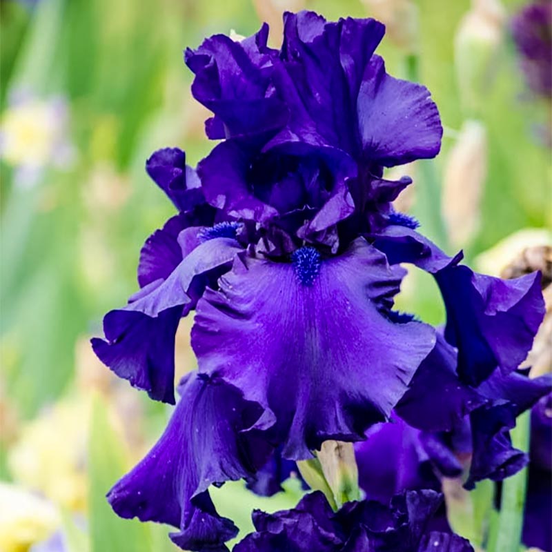 Dusky Challenger Bearded German Iris