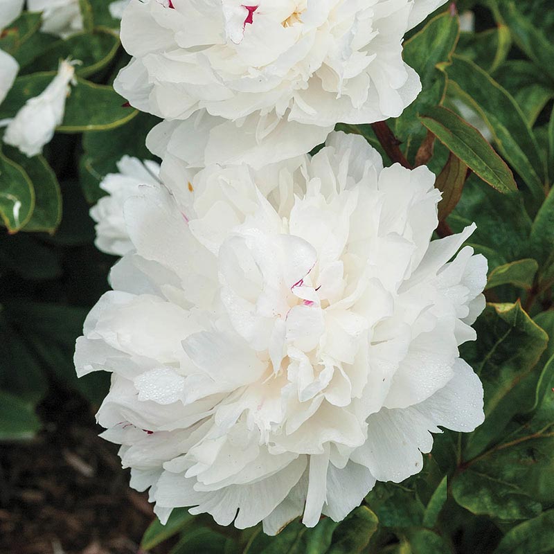 Buy Peony Festiva Maxima