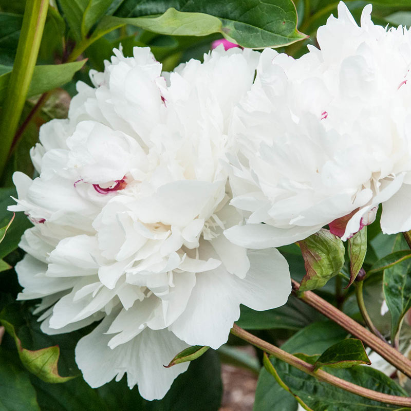 Buy Peony Festiva Maxima