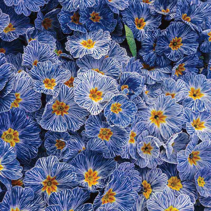 Blue Zebra Primrose