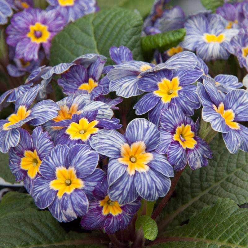 Blue Zebra Primrose