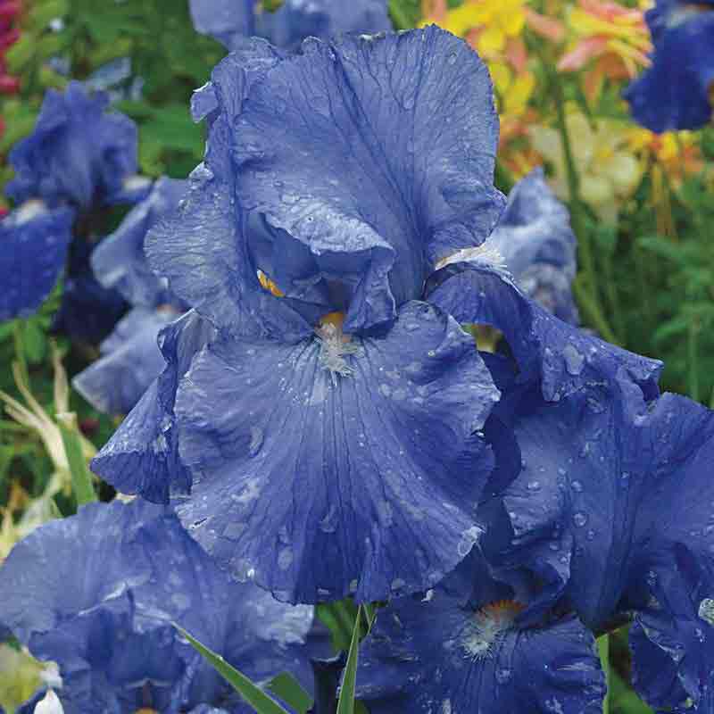 Feed Back Reblooming Iris