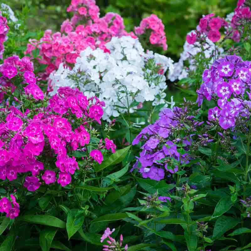 Tall Phlox Mix Super Bag