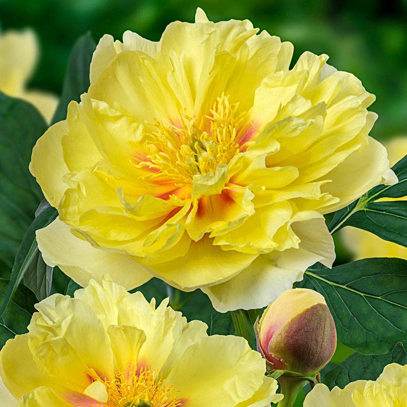 Bartzella Itoh Peony