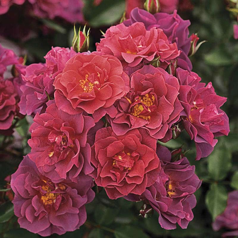 Cinco de Mayo Floribunda Rose - Buy Roses