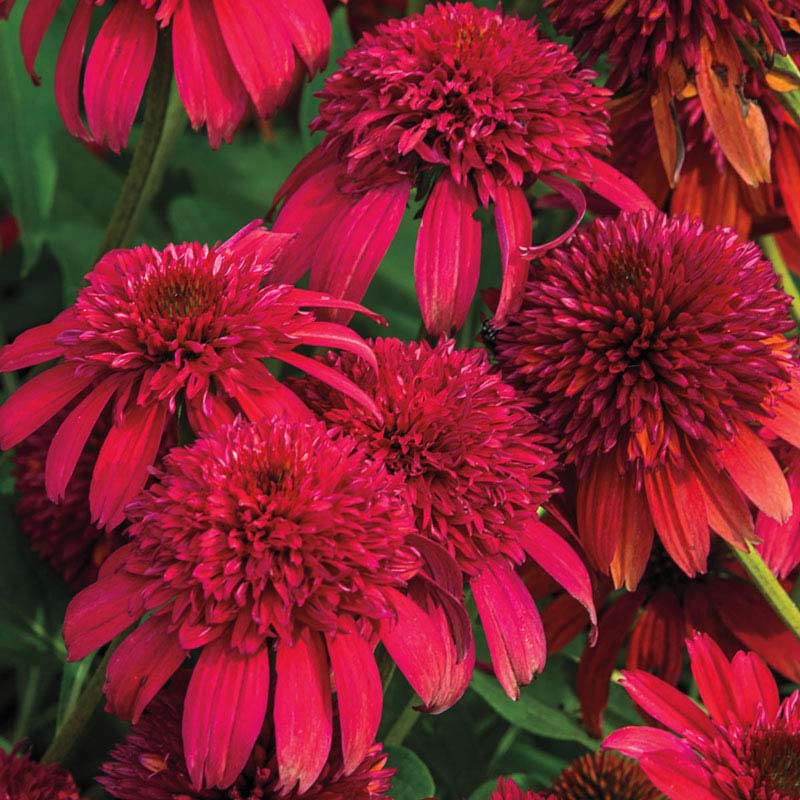 Buy Double Scoop Cranberry Coneflower