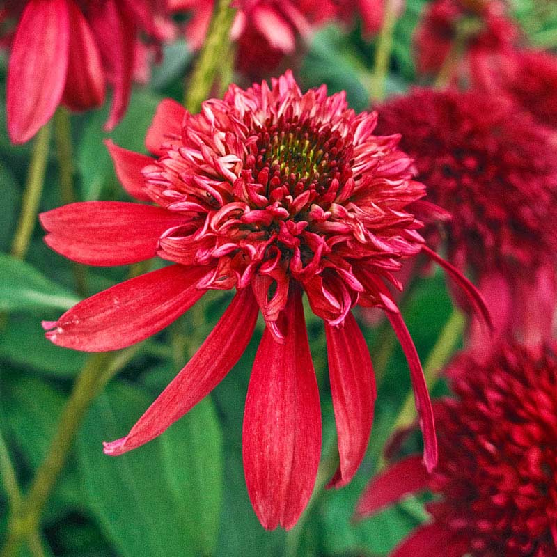 Buy Double Scoop Cranberry Coneflower