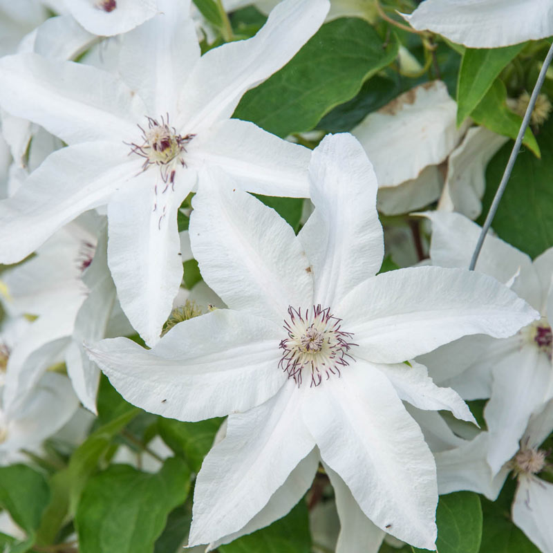 Beautiful Bride Clematis