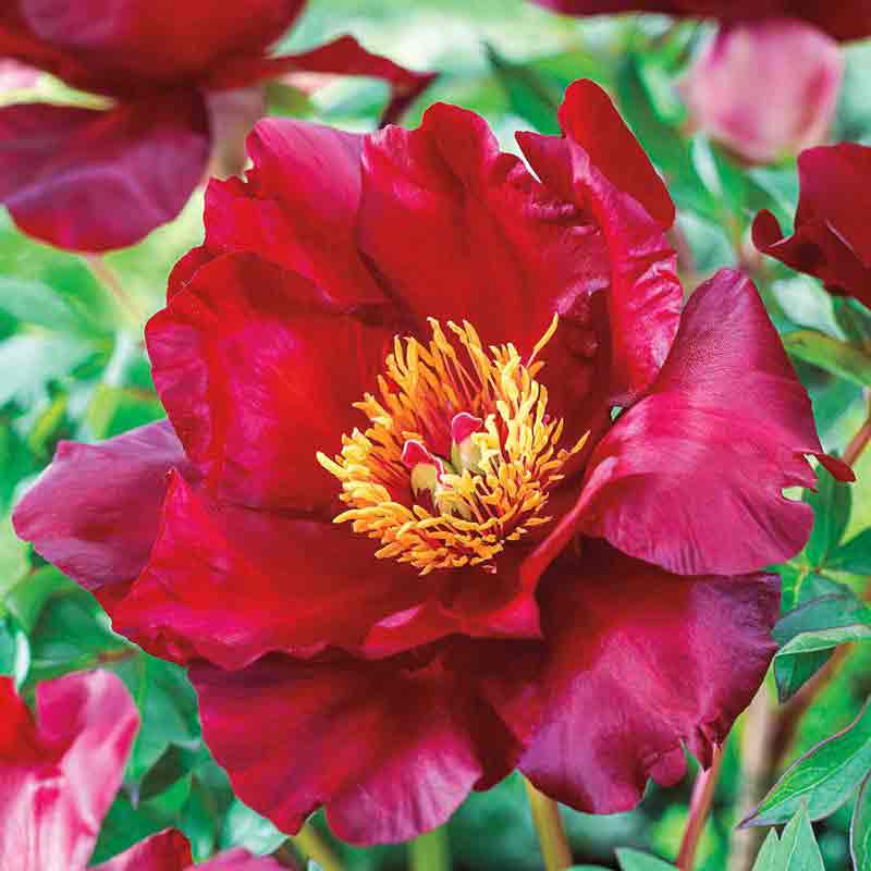 Scarlet Heaven Itoh Peony – Paeonia