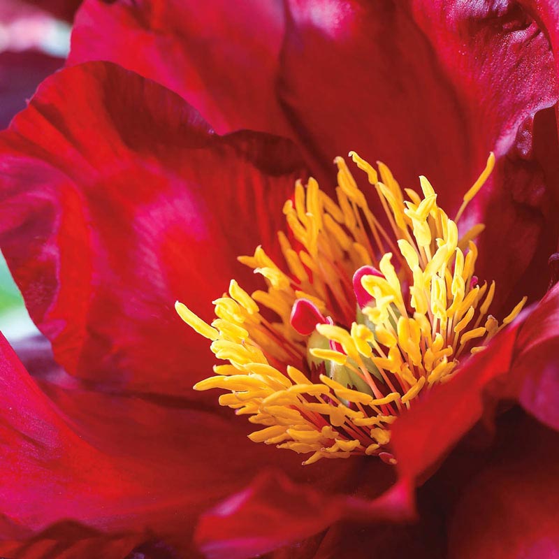 Scarlet Heaven Itoh Peony – Paeonia