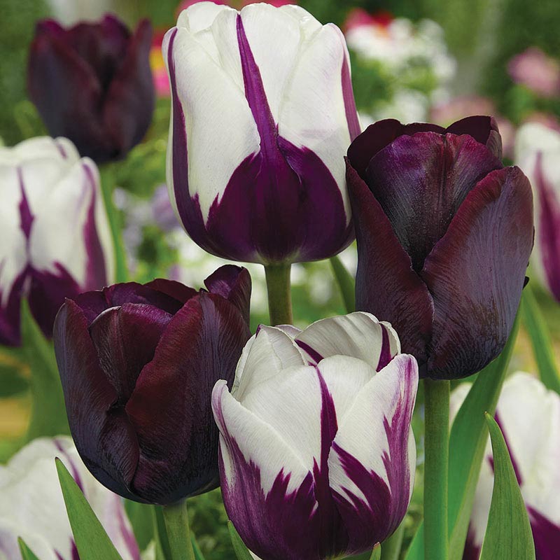 Blueberry Chocolate Tulip Blend – Spring Bulbs