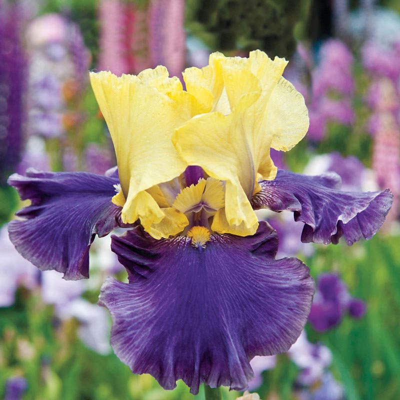 Jurassic Park Reblooming Bearded Iris - Buy Iris