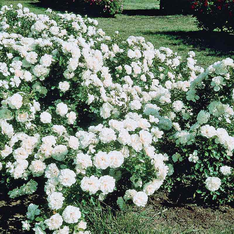 Groundcover Rose -- White Meidiland