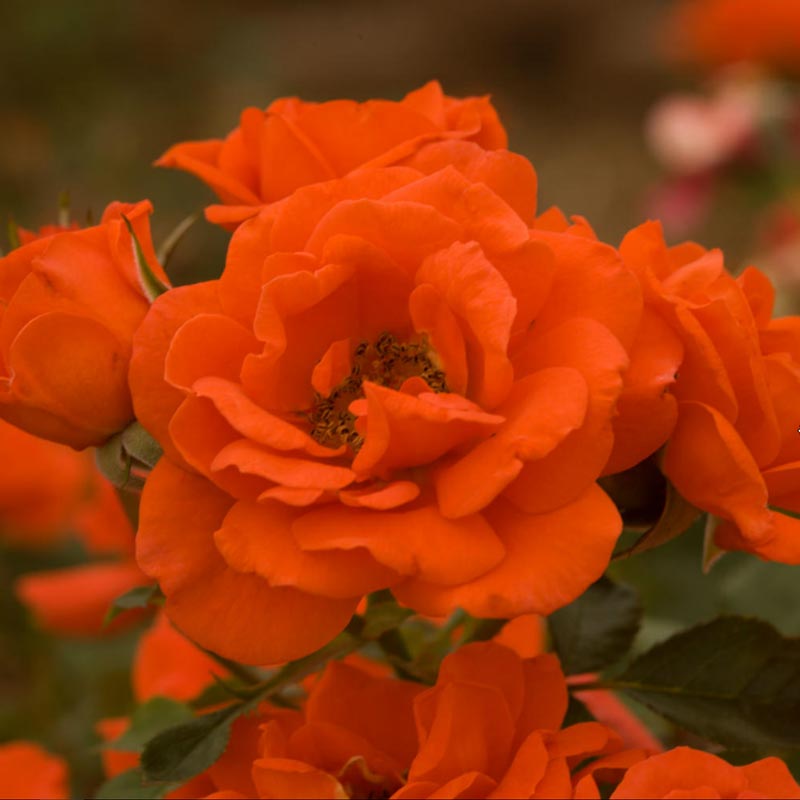 All a'Twitter Tree Rose - Buy Orange Roses