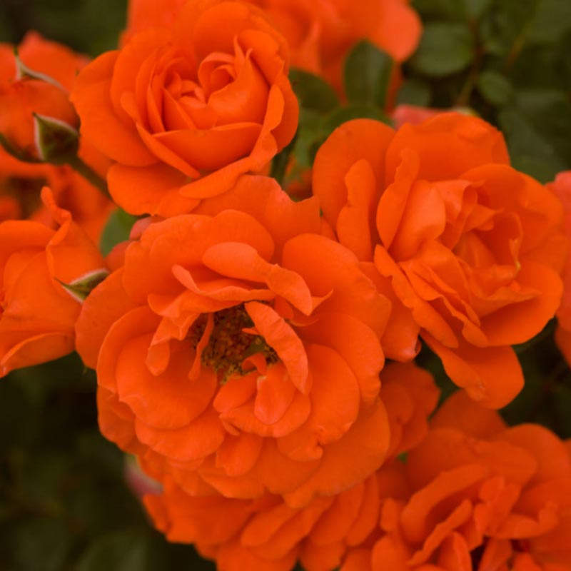 All a'Twitter Tree Rose - Buy Orange Roses