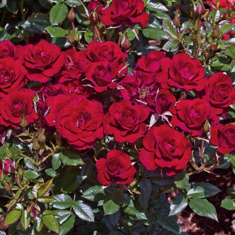 Red Roses for Sale