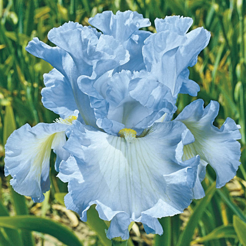 Absolute Treasure Bearded Iris - Shop Bearded Iris Bulbs