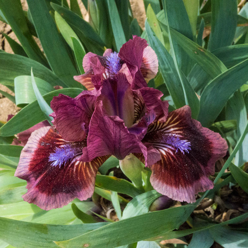 Cat's Eye Miniature German Iris