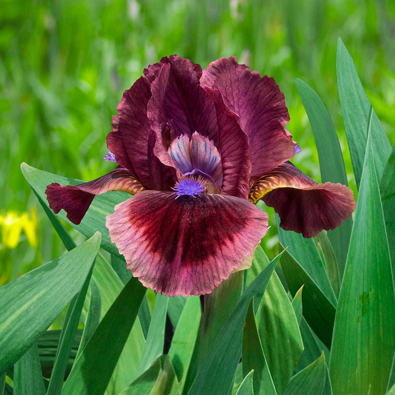 Cat's Eye Miniature German Iris