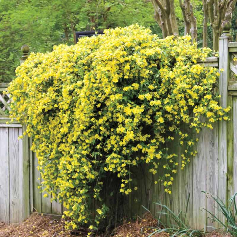 Buy Hardy Carolina Jasmine