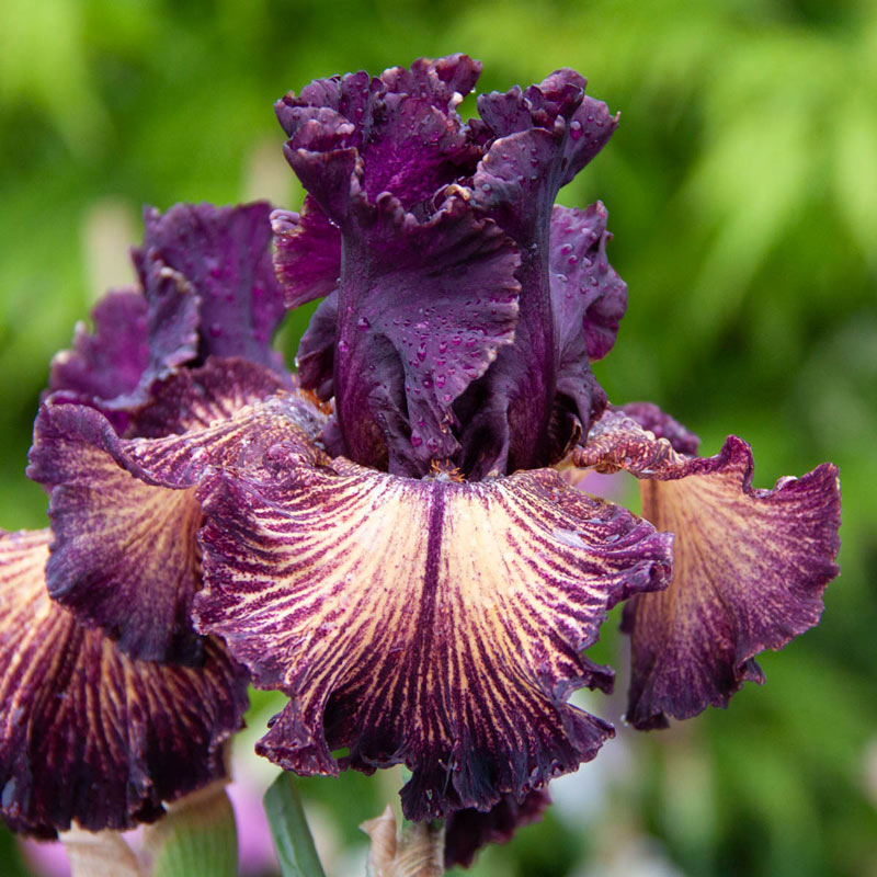 Drama Queen Bearded Iris - Shop Bearded Iris Bulbs