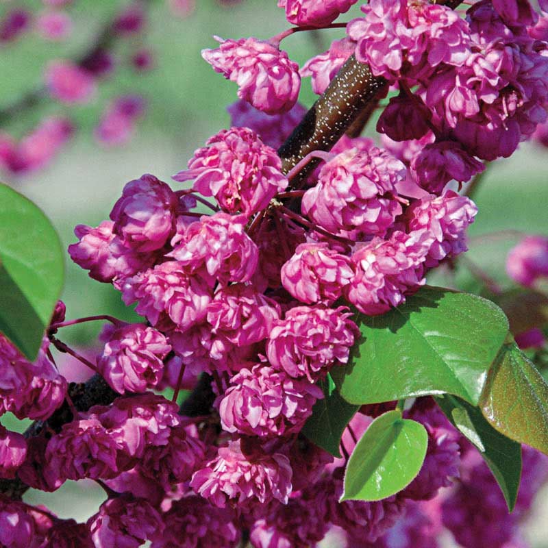 Pink Pom Poms Redbud Tree - Buy Flowering Trees