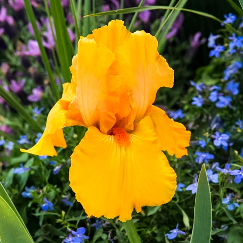 Disco Music Bearded German Iris