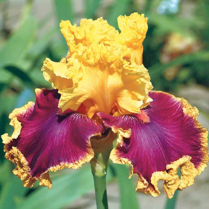 Decadence Bearded Iris - Buy Iris