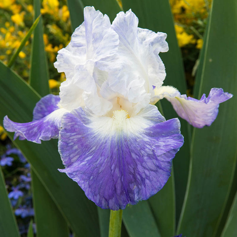 Clarence Reblooming Iris