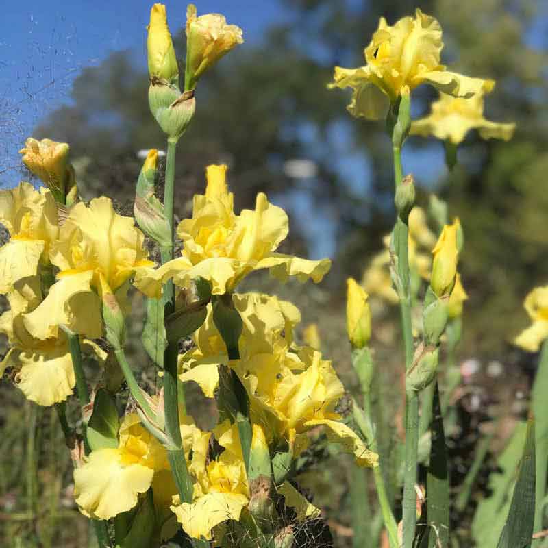 Harvest of Memories Reblooming Iris