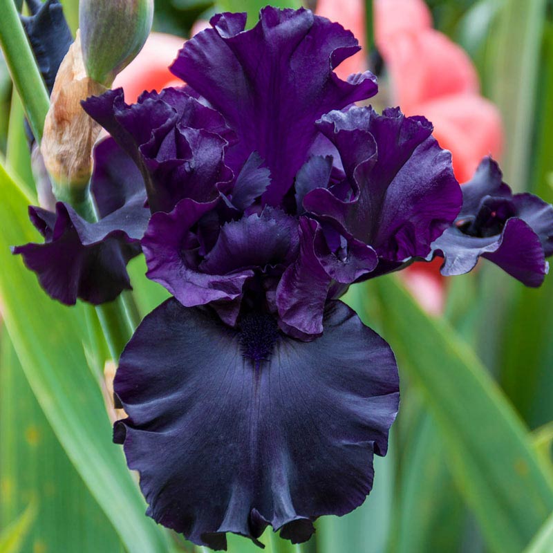 Raven Girl Bearded Iris - Buy Irises