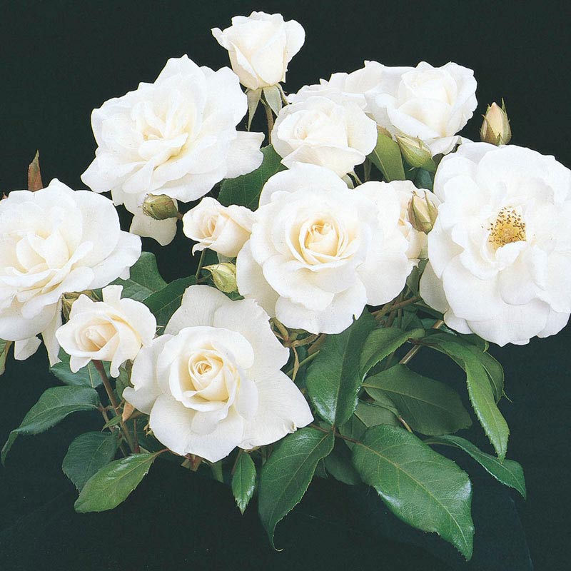 Iceberg Rose - White Iceberg Roses for Sale