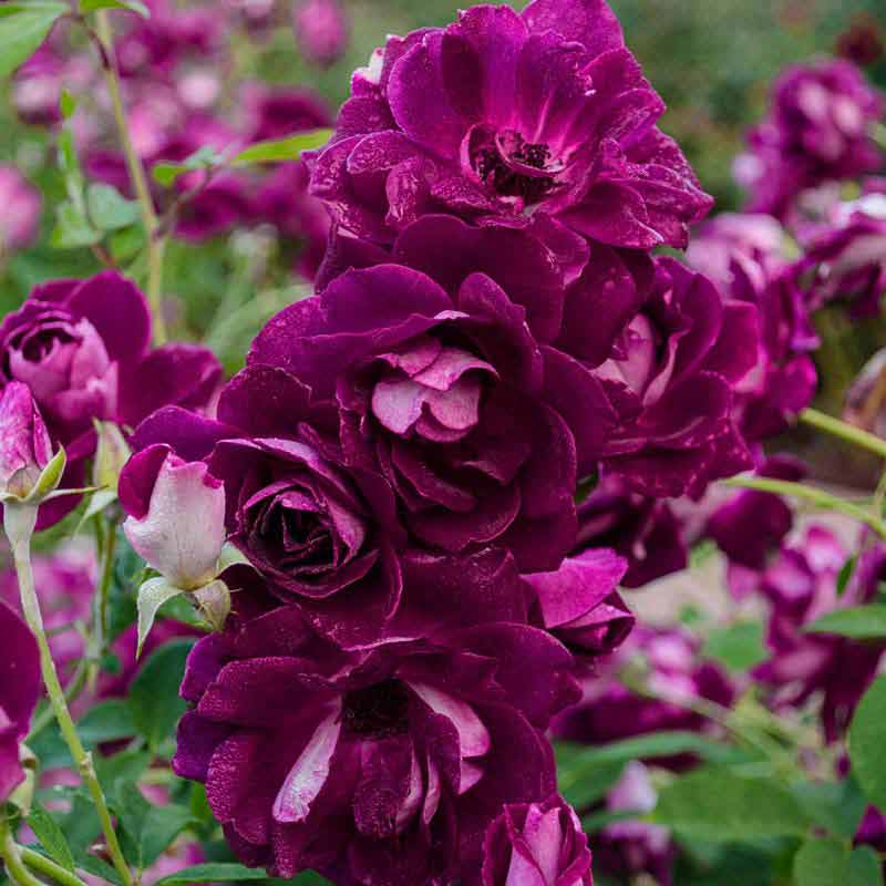 Burgundy Iceberg Rose - Buy Roses