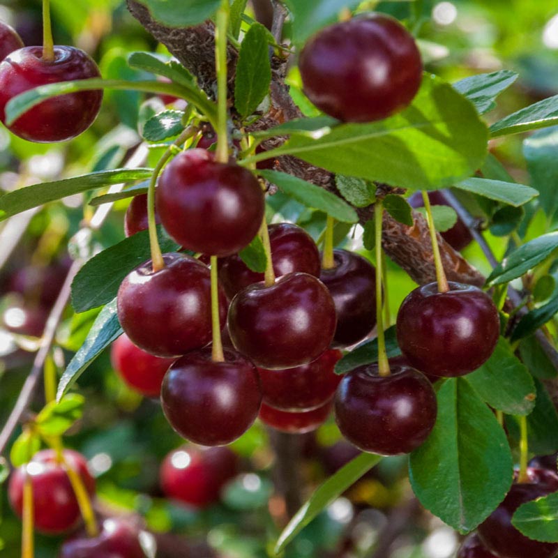 Carmine Jewel Dwarf Cherry