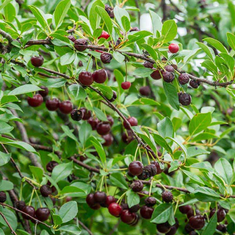 Carmine Jewel Dwarf Cherry